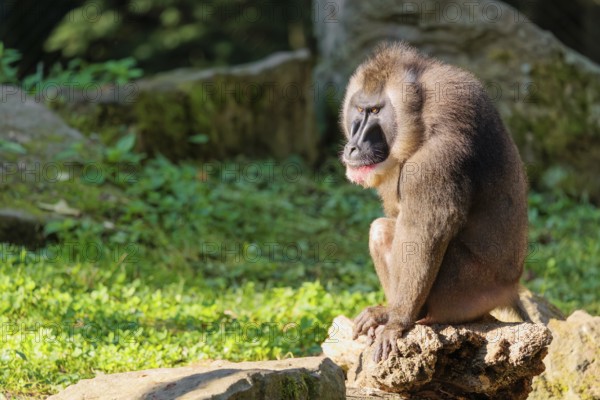An adult male drill (Mandrillus leucophaeus) sits on a rock on the forest floor and enjoys the sunshine