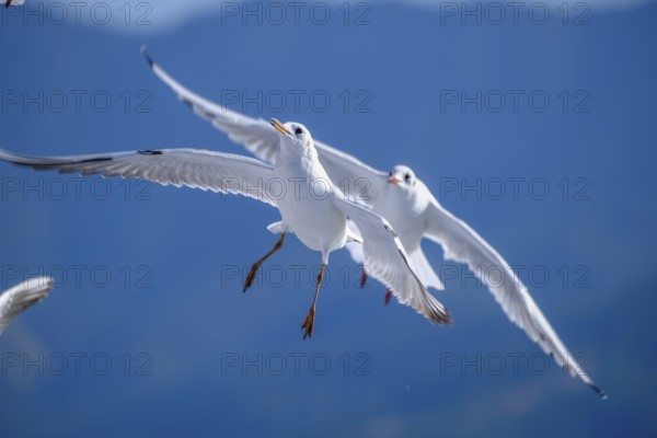 Limenas, Thassos, Greece - Seagulls accompany the Thassos Sea Lines ferry to Limenas. The capital of the island of Thassos is a popular excursion destination for holidaymakers. Thassos belongs to Eastern Macedonia and Thrace, also known as Eastern Macedonia and Thrace