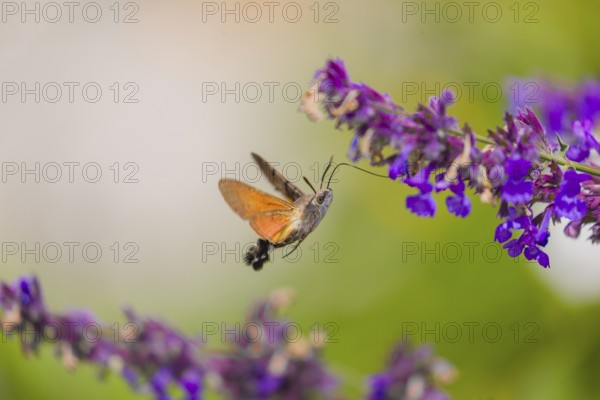 A hummingbird hawk-moth (Macroglossum stellatarum) hovering to drink from a blossom