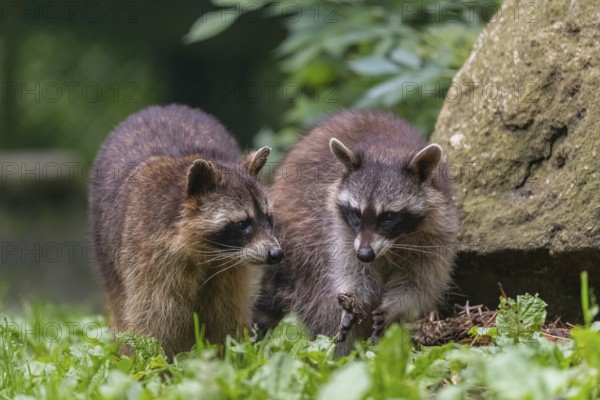 Two adult Raccoons, Procyon lotor, standing on a meadow side by side. A rock and green vegetation in the background