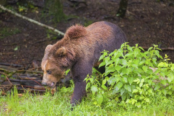 A young male Eurasian brown bear (Ursus arctos arctos) leaves a forest. Green vegetation around him