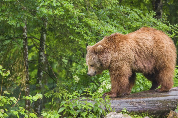 A female Eurasian brown bear (Ursus arctos arctos) walks on a rotting log lying on the ground