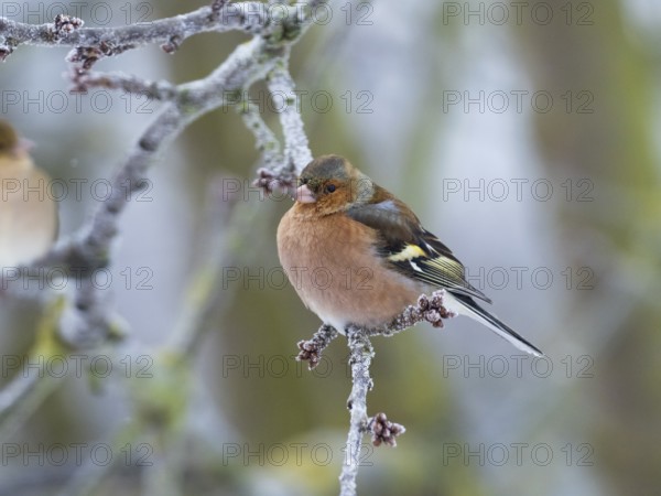 Chaffinch (Fringilla coelebs), male adult bird perched on a frost covered branch, with its feathers fluffed up against the cold, in winter. North Hesse, Germany, Europe