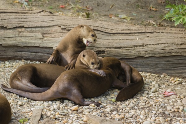 A family of giant otter or giant river otter (Pteronura brasiliensis) rest on a river bank