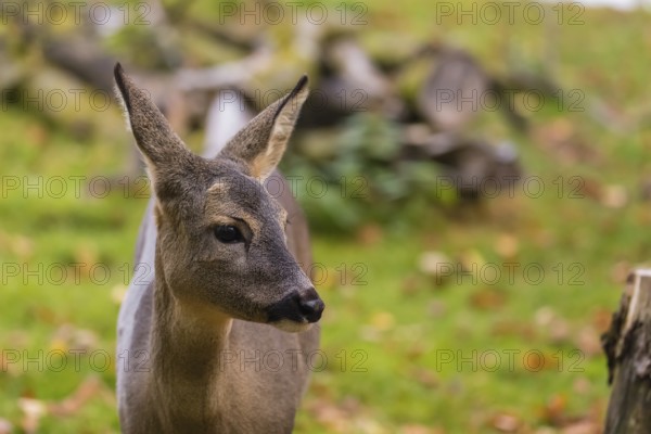 Portrait of a young male Roe Deer doe (Capreolus capreolus)