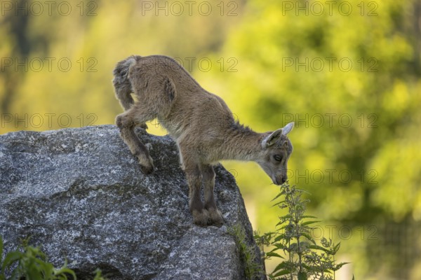 One baby ibex (Capra ibex) standing on a rock, bent down and sniffing on a stinging nettle. Some bright green vegetation in the background