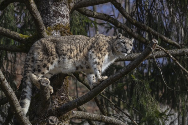 One adult snow leopard (Panthera uncia) standing high up in a tree, watching something in the distance. Blue sky in the background