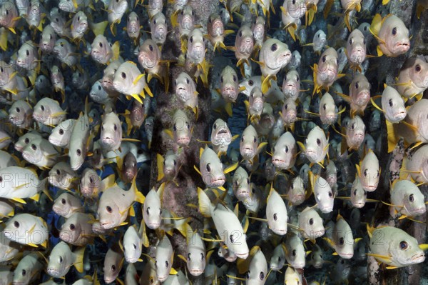 Shoal of single spotted snapper (Lutjanus monostigma) from the front, frontal, under jetty, Jetty, Tuamotu Archipelago, French Polynesia, South Pacific, Pacific Ocean, Oceania