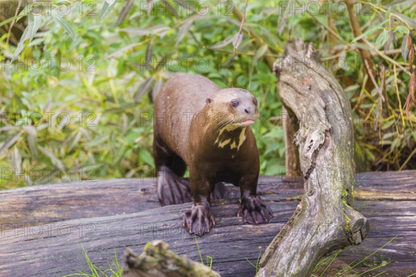 A giant otter or giant river otter (Pteronura brasiliensis) stands on a rotten tree lying on a river bank