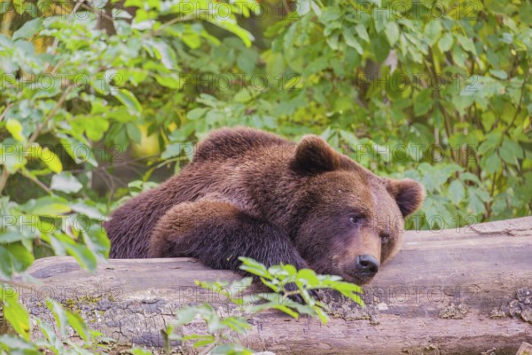 A young male Eurasian brown bear (Ursus arctos arctos) rests on a rotting log lying on the ground