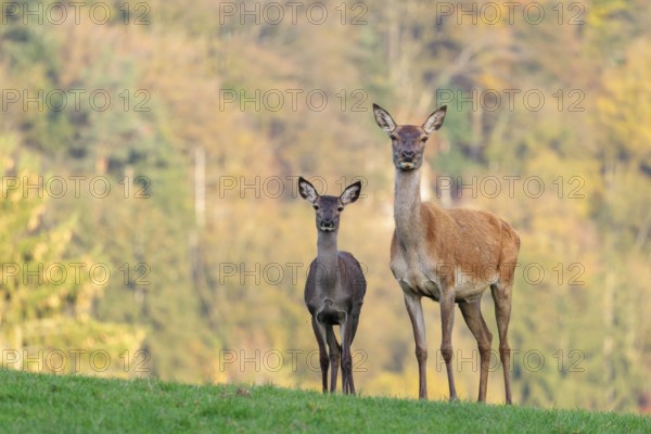 An adult red deer hind (Cervus elaphus) and a calf are standing in a meadow in the beautiful morning light. A forest with autumn leaves can be seen in the background