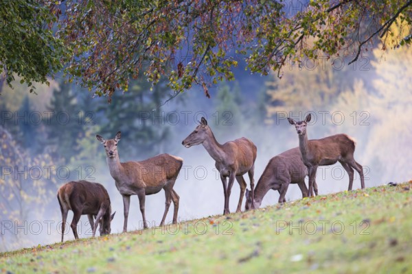 Five red deer hinds (Cervus elaphus) stand in a meadow, A forest with autumn leaves can be seen in the background. Wisps of mist drift over the forest