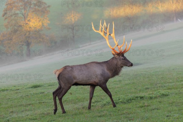 An Altai maral stag, Altai wapiti or Altai elk (Cervus canadensis sibiricus) crosses a meadow in the first light of the day. The antlers glow in that beautiful ight