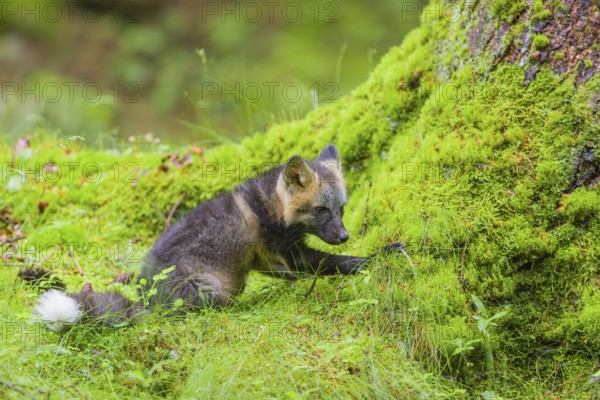 One young silver fox (Vulpes vulpes) exploring the surrounding of its den on the mossy forest floor