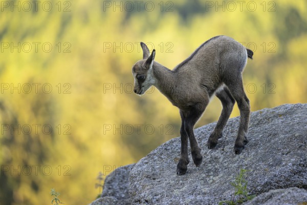 One young Chamois (Rupicapra rupicapra) standing on a rock. A green forest in the background