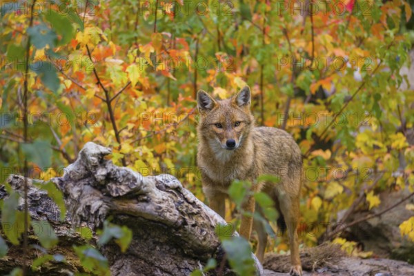 One golden jackal (Canis aureus) stands on a fallen tree trunk. Behind him is a tree in intense autumn colours