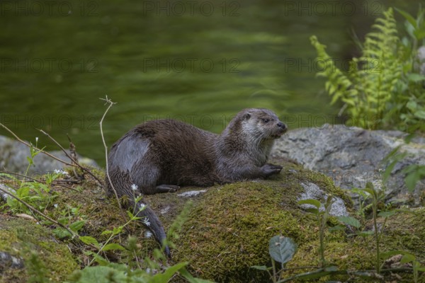 One Eurasian otter (Lutra lutra), resting on a mossy rock. Green water reflections in the background
