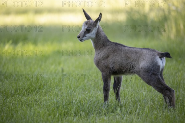 One young Chamois (Rupicapra rupicapra) standing on a fresh green meadow