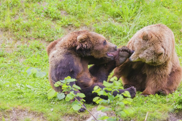 A young male Eurasian brown bear (Ursus arctos arctos) and a much older female mate (sort of) at the edge of a forest