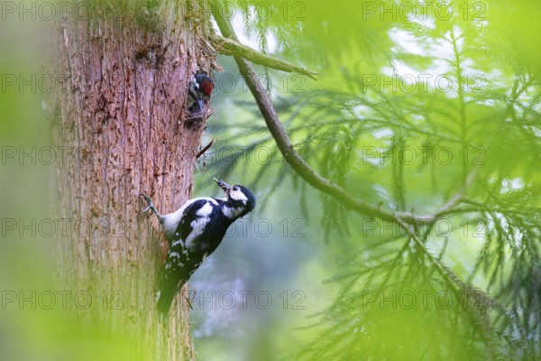 Great spotted woodpecker (Dendrocopos major), almost fledged young bird looking with interest at female adult bird with food in its beak, Bad Homburg, Hesse, Germany, Europe