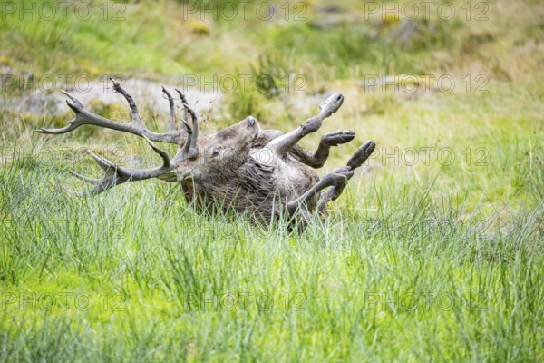 Red deer (Cervus elaphus) Rutting behaviour captive Germany