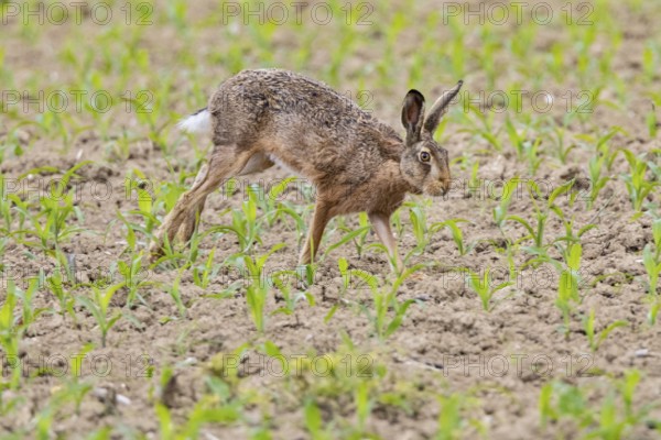 European hare (Lepus europaeus) Germany