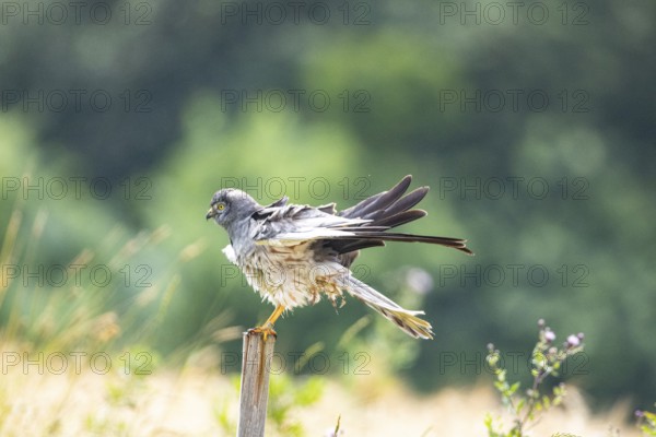 Montagu's harrier (Circus pygargus) ml Germany