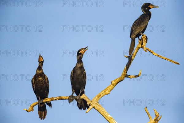 Humboldt Cormorant (Phalacrocorax brasilianus) Pantanal Brazil