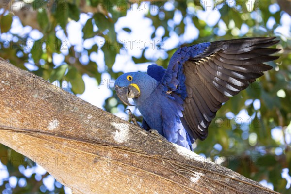 Hyacinth Macaw (Anodorhynchus hyacinthinus) Pantanal Brazil