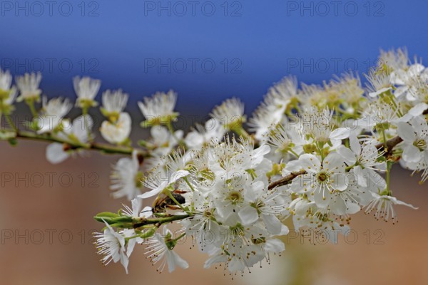 Close-up of a branch with fine, white flowers and blue background, spring, Lenzen, Brandenburg, Germany, Europe