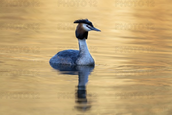 Great Crested Grebe (Podiceps Scalloped ribbonfish), Vulkaneifel, Rhineland-Palatinate, Germany, Europe