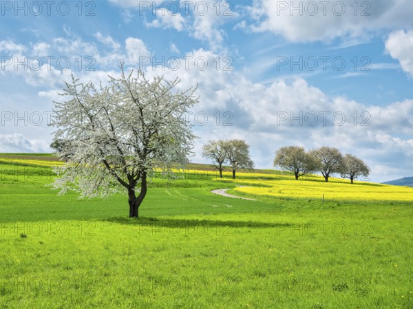 Typical field landscape in spring, blossoming cherry trees and rape field, green meadow, blue sky with stormy clouds, Bad Sooden-Allendorf, Hessisches Bergland, Hesse, Germany, Europe