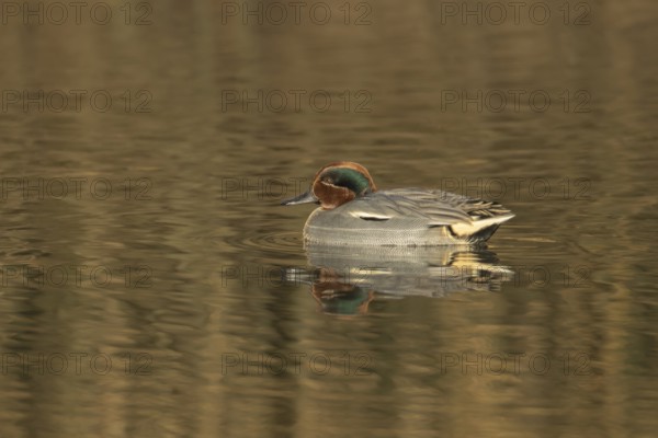 Common teal duck (Anas crecca) adult male bird on a lake, England, United Kingdom, Europe