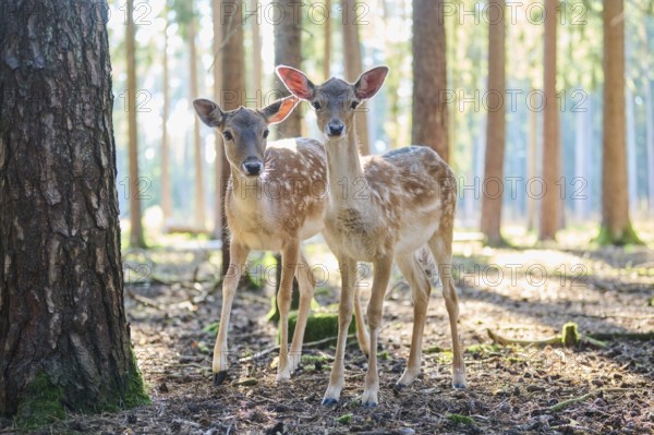 European fallow deer (Dama dama) youngsters in a forest, Bavaria, Germany, Europe