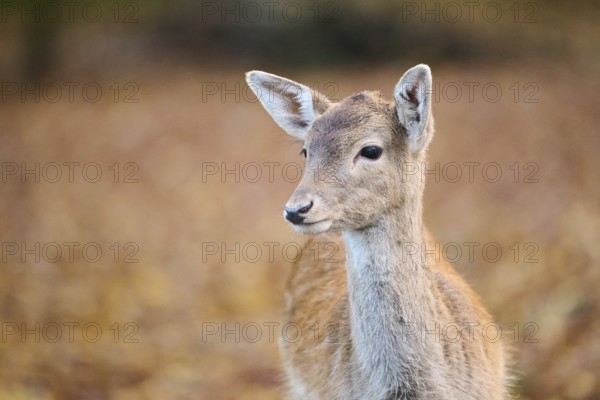 European fallow deer (Dama dama) doe, portrait, in a forest, Bavaria, Germany, Europe