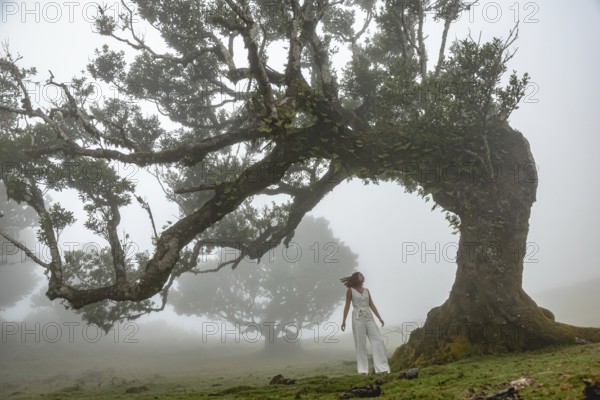 A woman stands under a majestic, misty tree, Fanal Pond, Madeira, Portugal, Europe