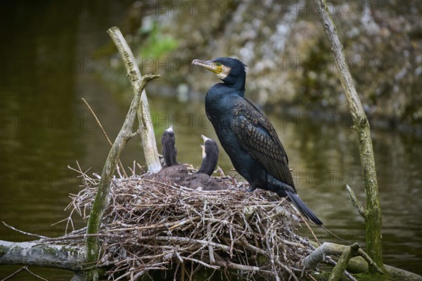 Cormorant (Phalacrocorax carbo) sitting at the nest with young birds, spring, Switzerland, Europe