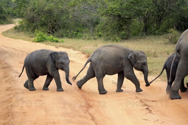 Asian elephant (Elephas maximus maximus), Sri Lanka elephant, young elephant crossing road, Yala National Park, Sri Lanka, Asia