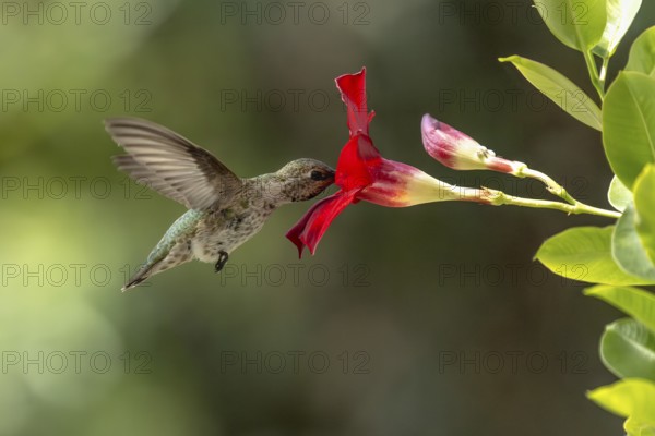 Anna's hummingbird (calypte anna) enjoying the red mandevilla