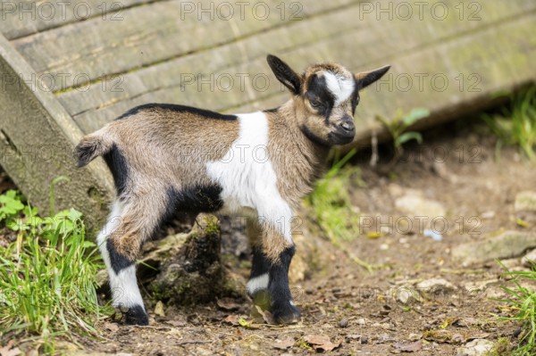 Close-up of domestic goat (Capra aegagrus hircus) youngster, Bavaria, Germany, Europe
