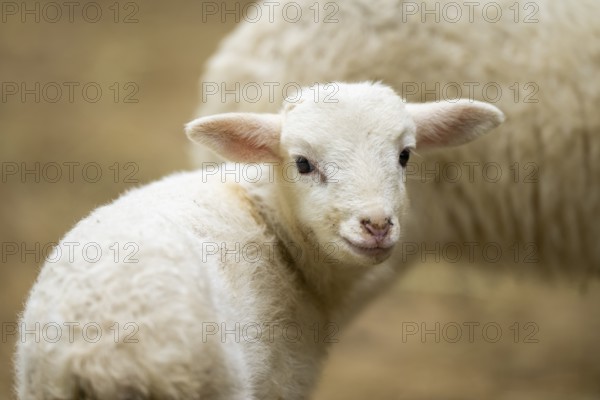 Domestic sheep (Ovis orientalis aries) lamb, portrait, Bavaria, Germany, Europe
