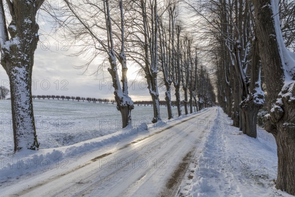 Winter linden avenue (Tilia) in the evening sun, today's main access road to Bothmer Castle, Klütz, Mecklenburg-Vorpommern, Germany, Europe