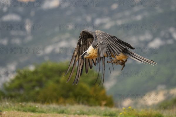 Bearded Vulture (Gypaetus barbatus) adult bird in flight with mountains in the backround, Pyrenees, Lleida, Spain, Europe