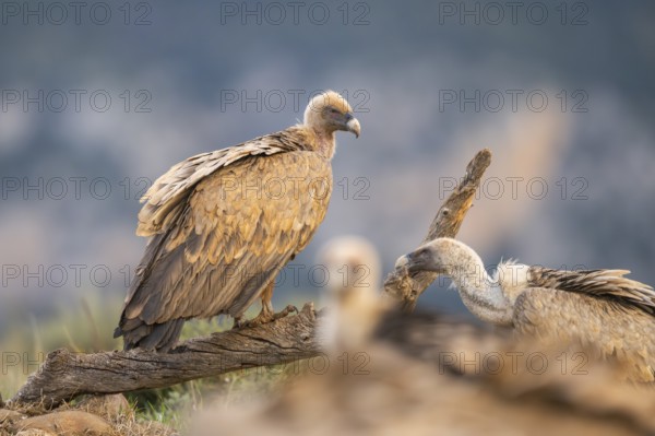 Griffon Vulture (Gyps fulvus) sitting on an old gnarled root in autumn, Pyrenees, Catalonia, Spain, Europe