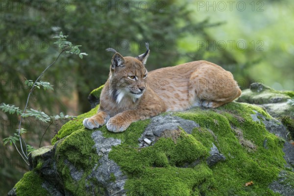 Eurasian lynx (Lynx lynx) lies on a moss-covered rock in the forest and looks attentively, Germany, Europe