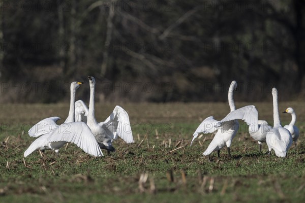 Whooper swans (Cygnus cygnus), Emsland, Lower Saxony, Germany, Europe