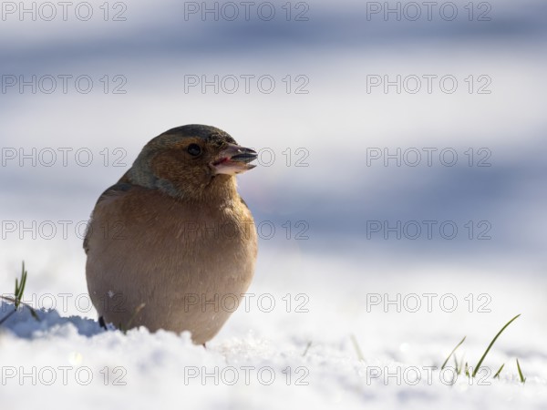 Chaffinch (Fringilla coelebs), male, sitting in the snow and eating a sunflower seed, Germany, Europe