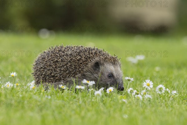 European hedgehog (Erinaceus europaeus) adult animal on an urban garden grass lawn with flowering daisy plants, England, United Kingdom, Europe