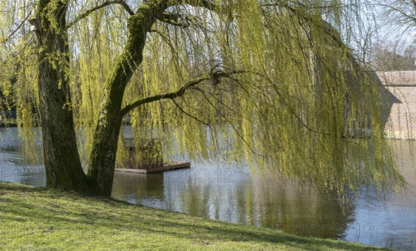 Weeping willow (Salix babylonica) in spring, Ahaus, Münsterland, North Rhine-Westphalia, Germany, Europe