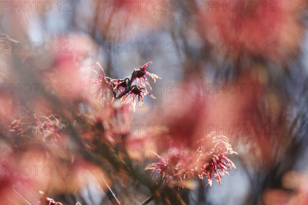Witch hazel in bloom (Hamamelis), early March, Germany, Europe